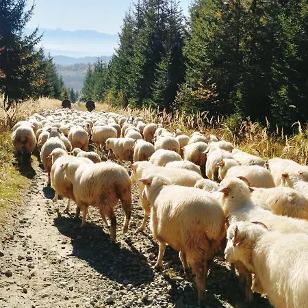 Pod Hala Krupowa - Zawoja